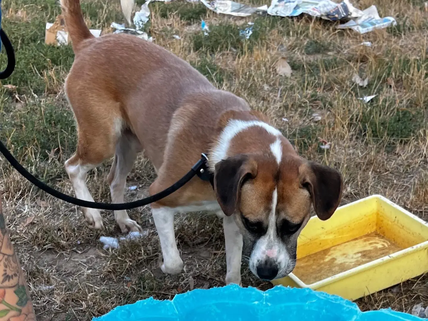 Adozione cane, maschio, American Staffordshire Terrier Razza sconosciuta, 6 anni e 9 mesi, taglia media, Pavia