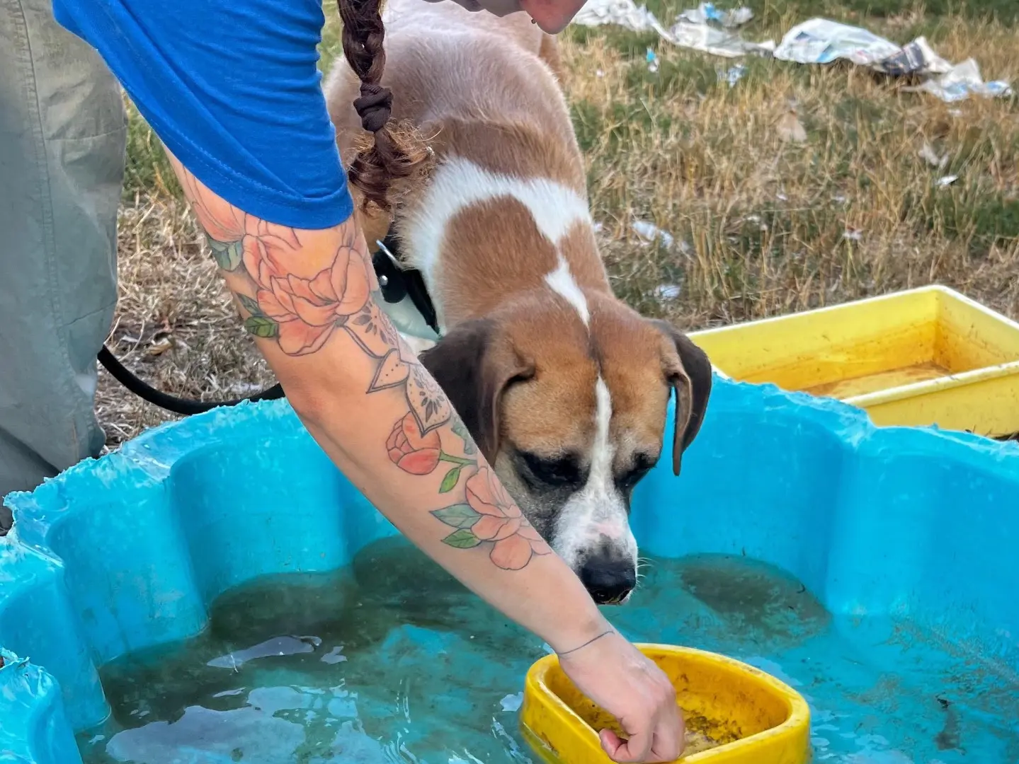 Adotta un cane, maschio, 6 anni e 9 mesi, Pavia
