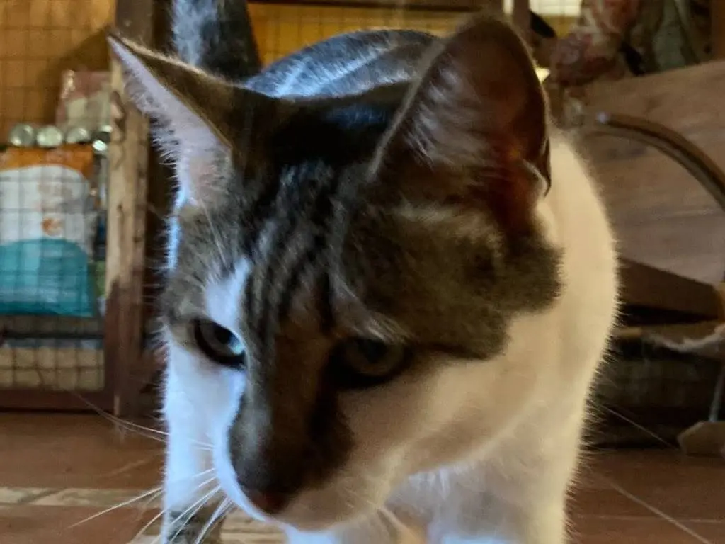 Adotta un gatto, femmina, 4 anni e 8 mesi, Roma