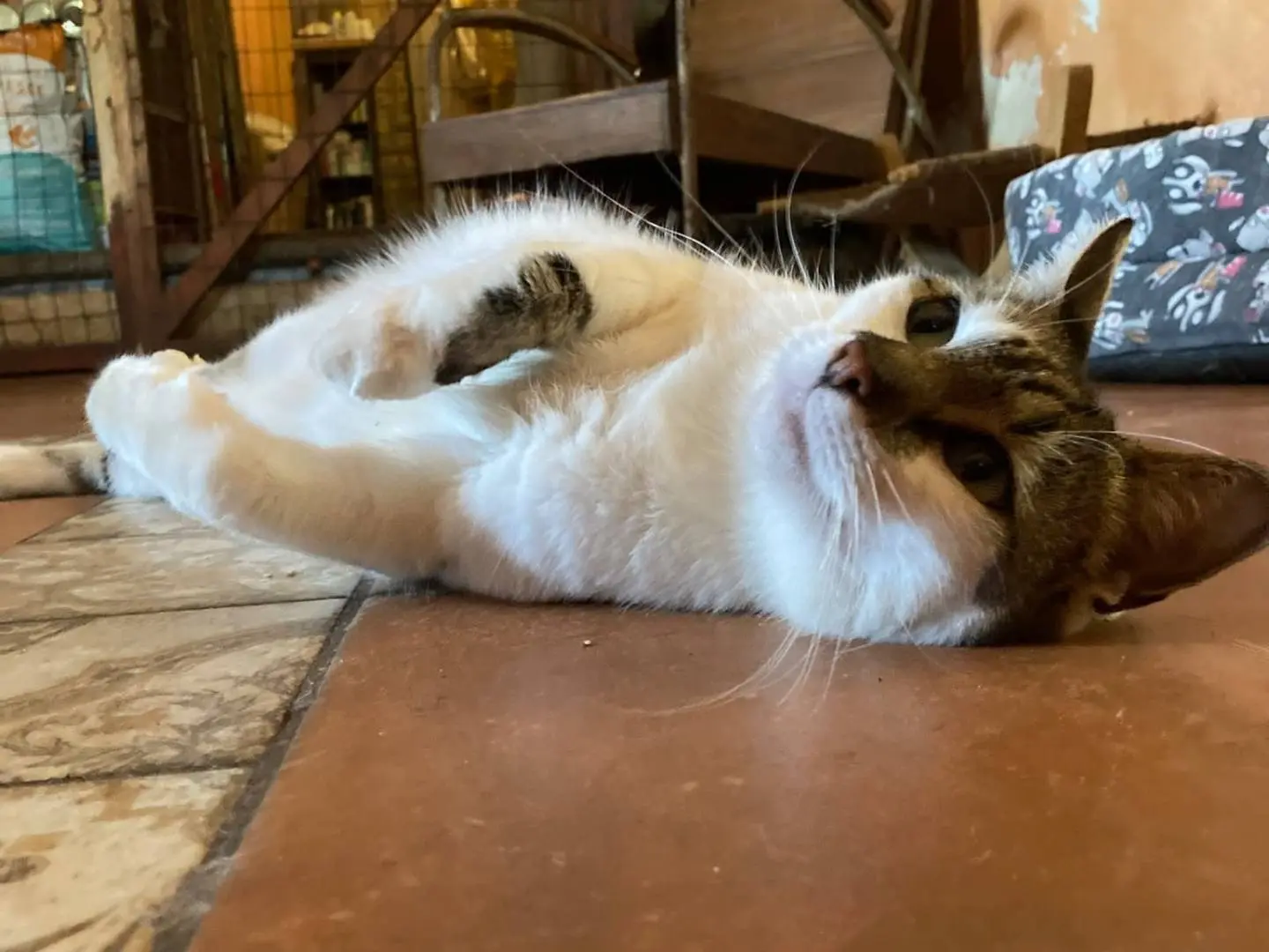 Adozione gatto, femmina, Razza sconosciuta Razza sconosciuta, 4 anni e 8 mesi, taglia non valida, Roma