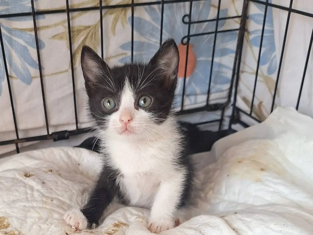 Adotta un gatto, femmina, 3 mesi, Milano