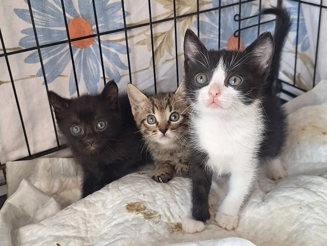Adozione gatto, femmina, Razza sconosciuta Razza sconosciuta, 3 mesi, taglia non valida, Milano