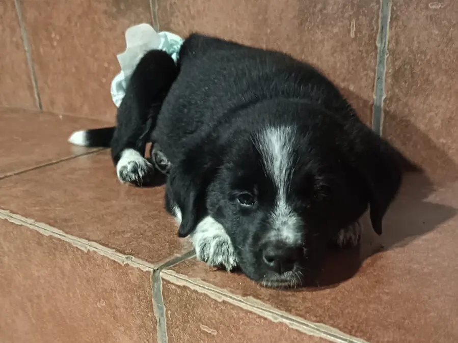 Adozione cane, femmina, Razza sconosciuta Razza sconosciuta, 1 anno e 2 mesi, taglia media, Ragusa
