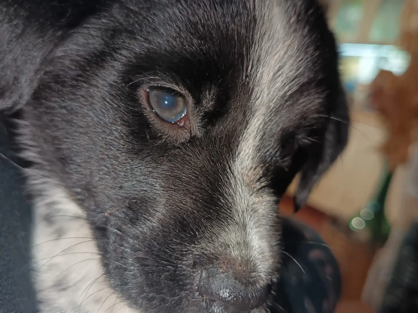 Adotta un cane, femmina, 1 anno e 2 mesi, Ragusa