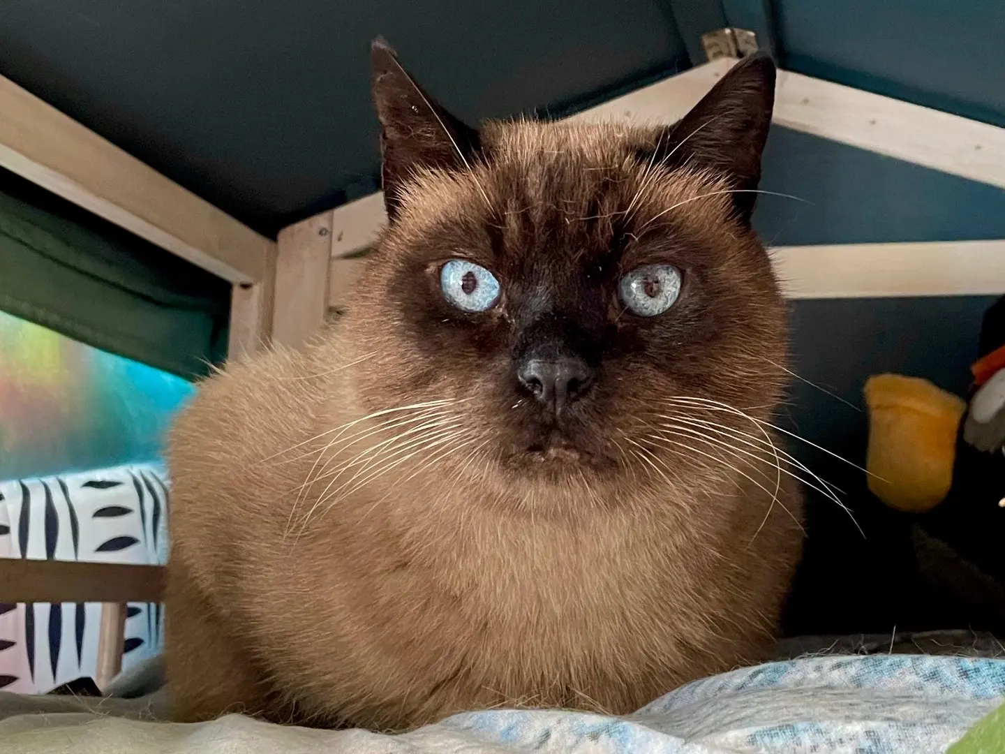 Adotta un gatto, taglia non valida, maschio, Milano