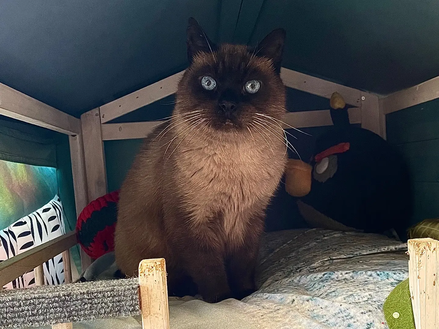 Adotta un gatto, maschio, 9 anni e 2 mesi, Milano