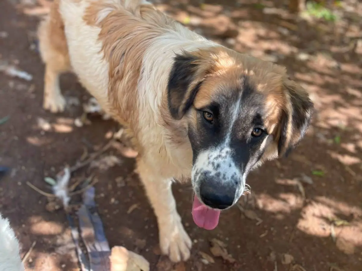 Vuoi adottare un cane a Frosinone?