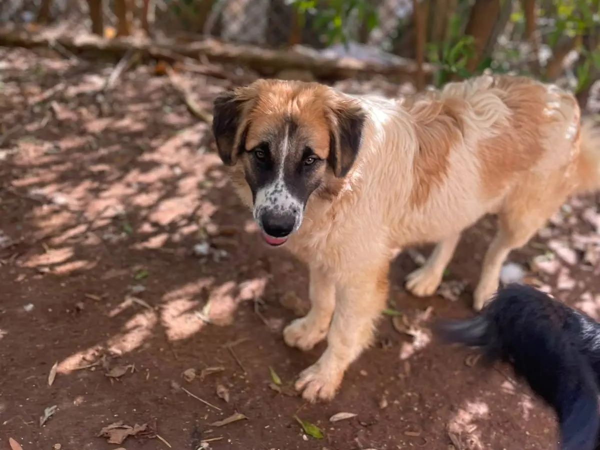 Adotta un cane, maschio, 7 mesi, Frosinone