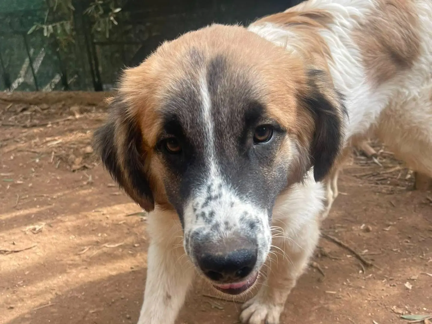 Adotta il cane Lillino a Frosinone