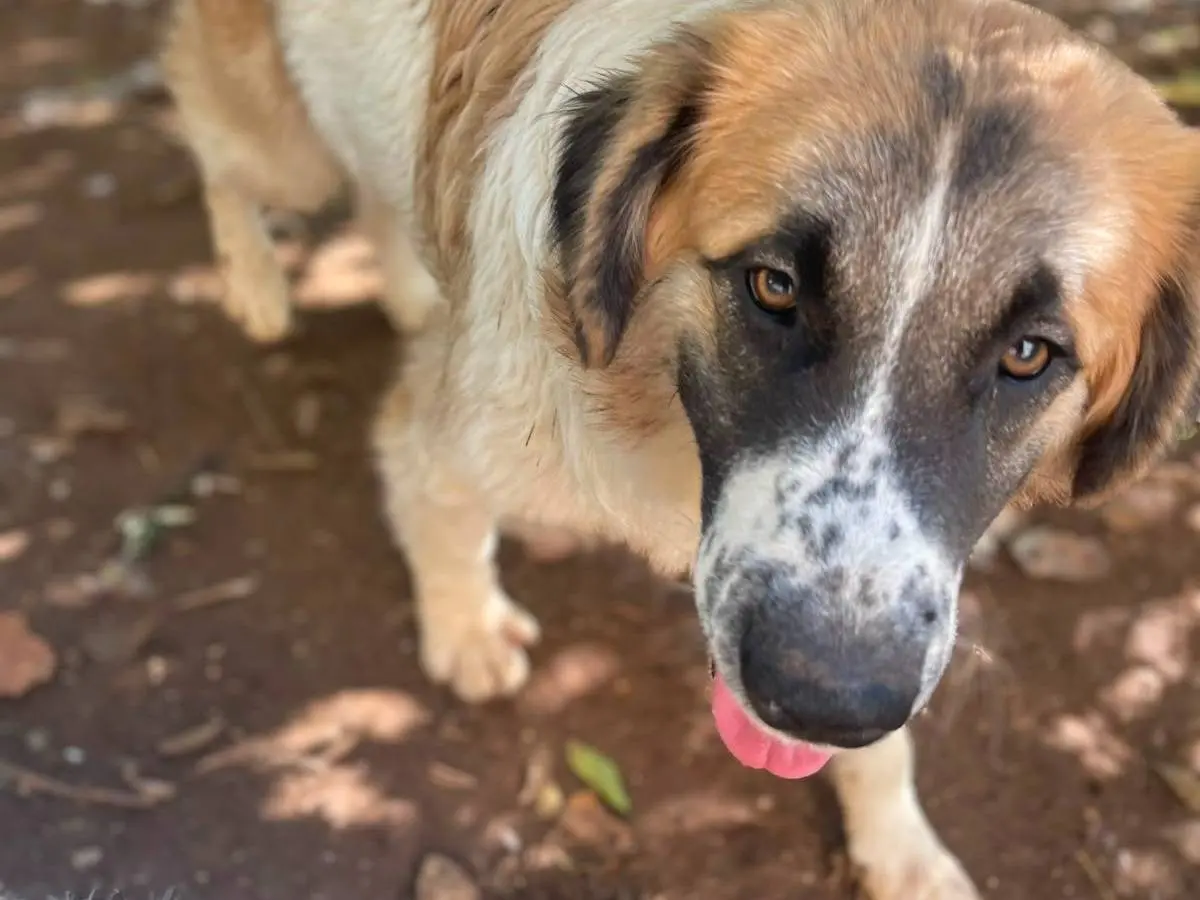 Adozione cane, maschio, Razza sconosciuta Razza sconosciuta, 7 mesi, taglia media, Frosinone
