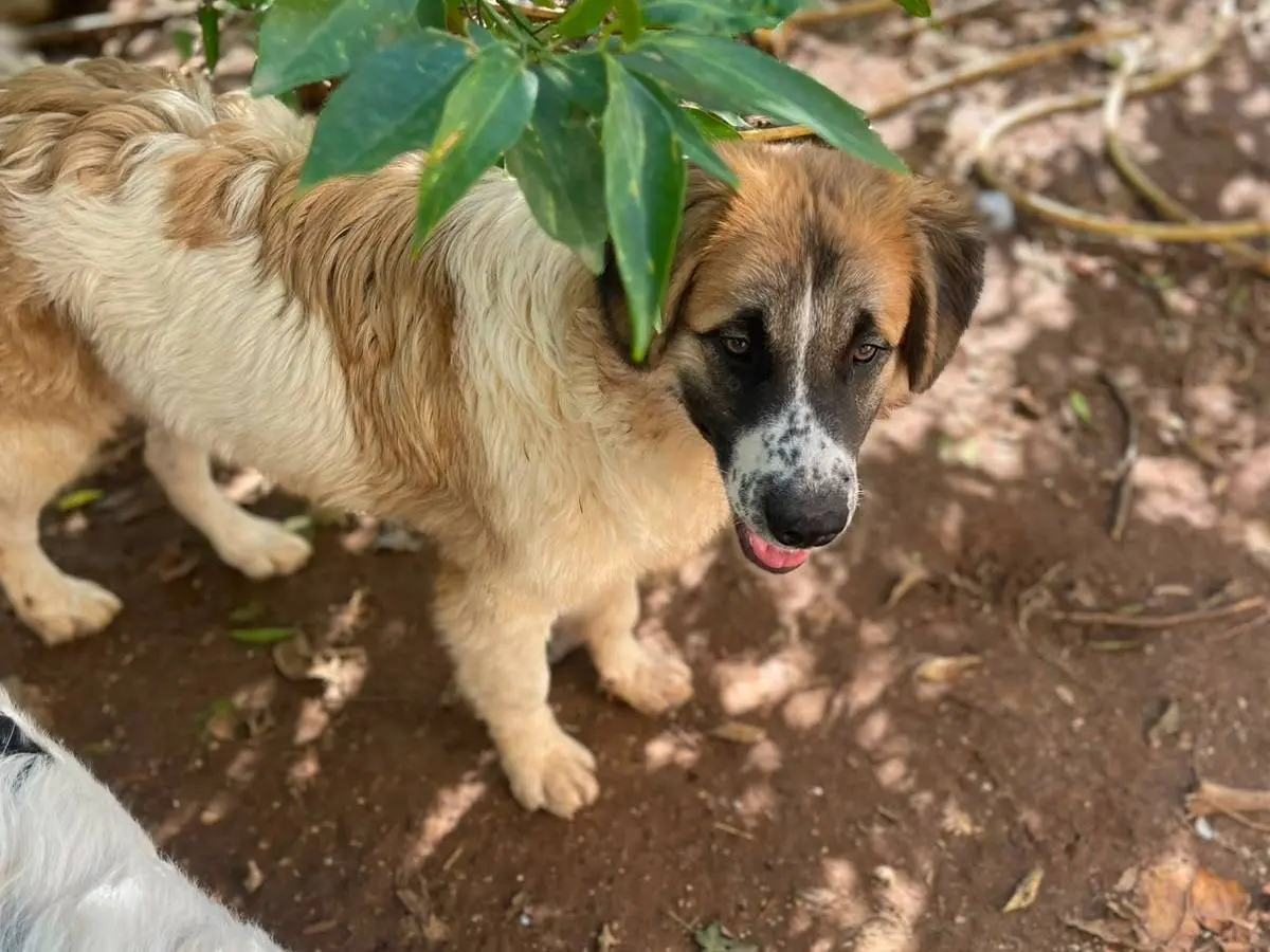 Adotta un cane, taglia media, maschio, Frosinone