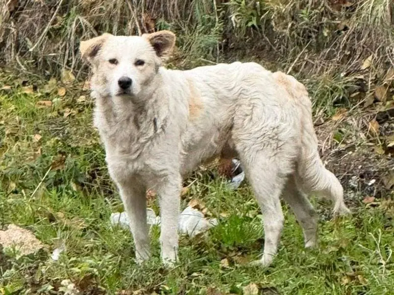 Adotta un cane, maschio, 9 mesi, Cremona