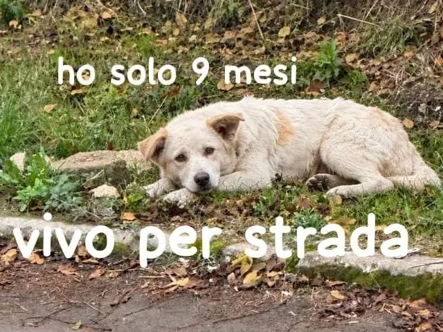 Vuoi adottare un cane a Cremona?