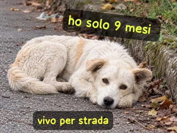 Adozione cane, maschio, Razza sconosciuta Razza sconosciuta, 9 mesi, taglia grande, Cremona
