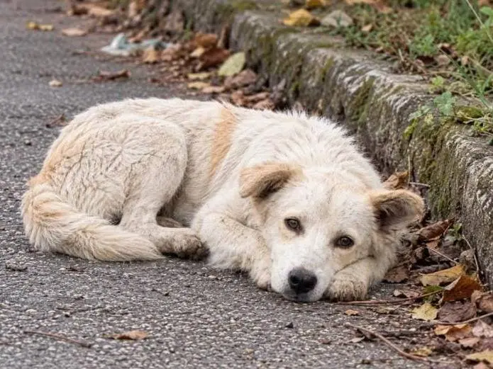 Adotta un cane, taglia grande, maschio, Cremona