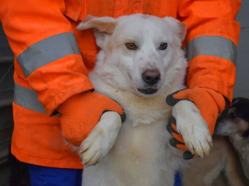 Adotta un cane, maschio, 3 anni e 8 mesi, Matera