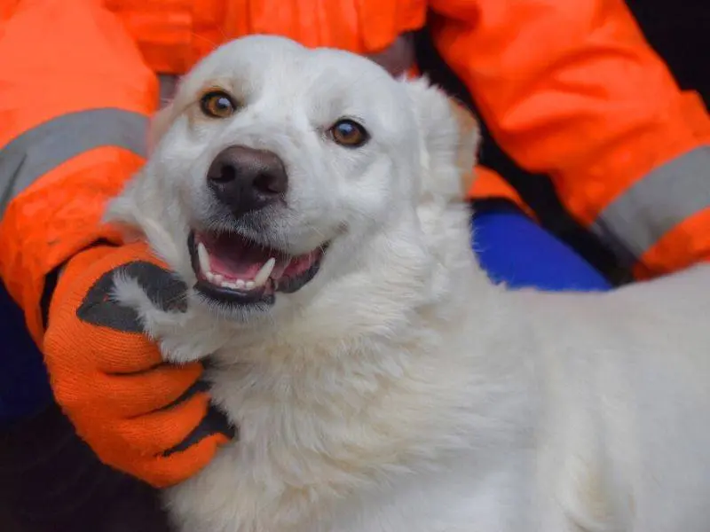 Adotta un cane, taglia media contenuta, maschio, Matera