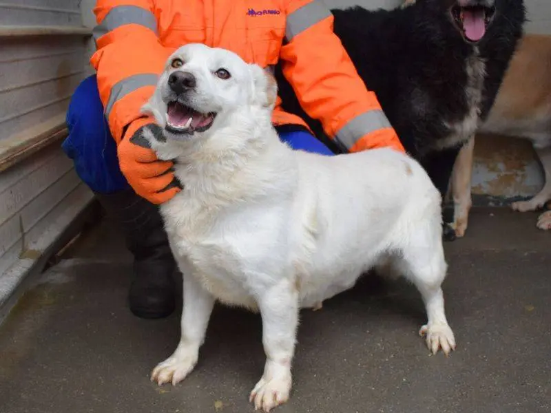 Adozione cane, maschio, Razza sconosciuta Razza sconosciuta, 3 anni e 8 mesi, taglia media contenuta, Matera