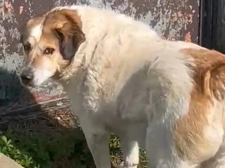 Adotta un cane, taglia grande, maschio, Alessandria