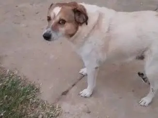 Vuoi adottare un cane a Alessandria?