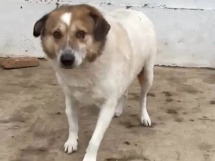 Adotta un cane, maschio, 7 anni e 11 mesi, Alessandria
