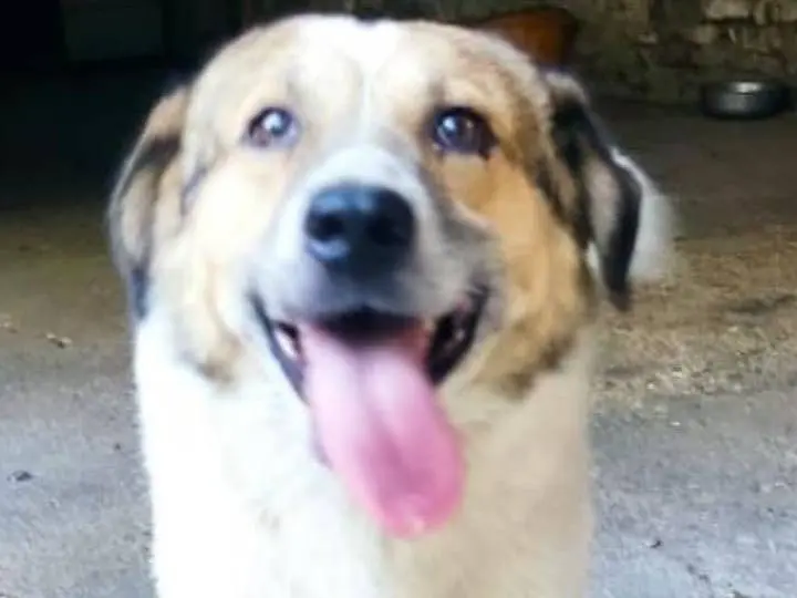 Adozione cane, maschio, Razza sconosciuta Razza sconosciuta, 7 anni e 11 mesi, taglia grande, Alessandria