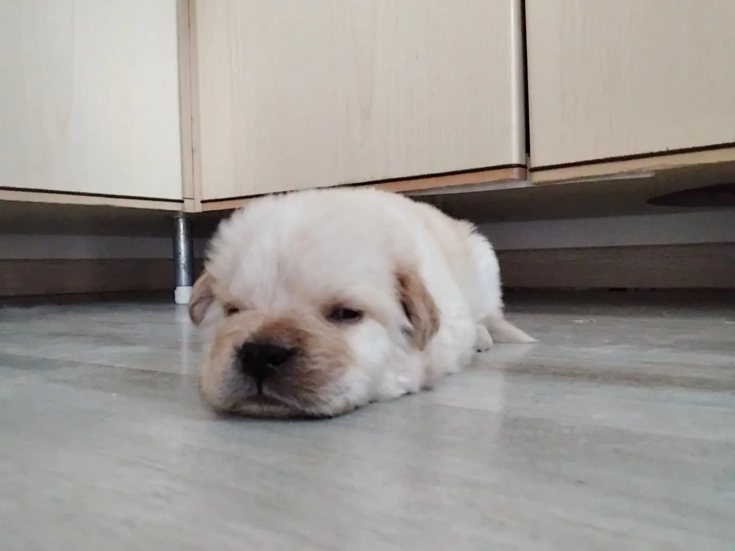 Vuoi adottare un cane a Enna?