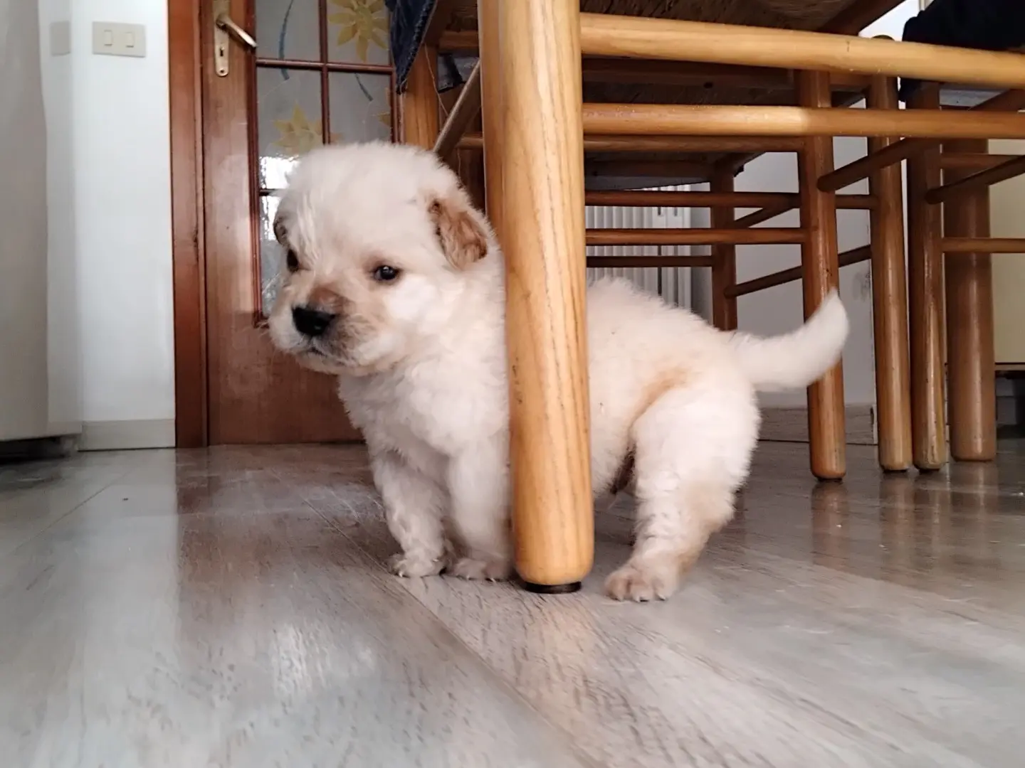 Adotta il cane TEO a Enna