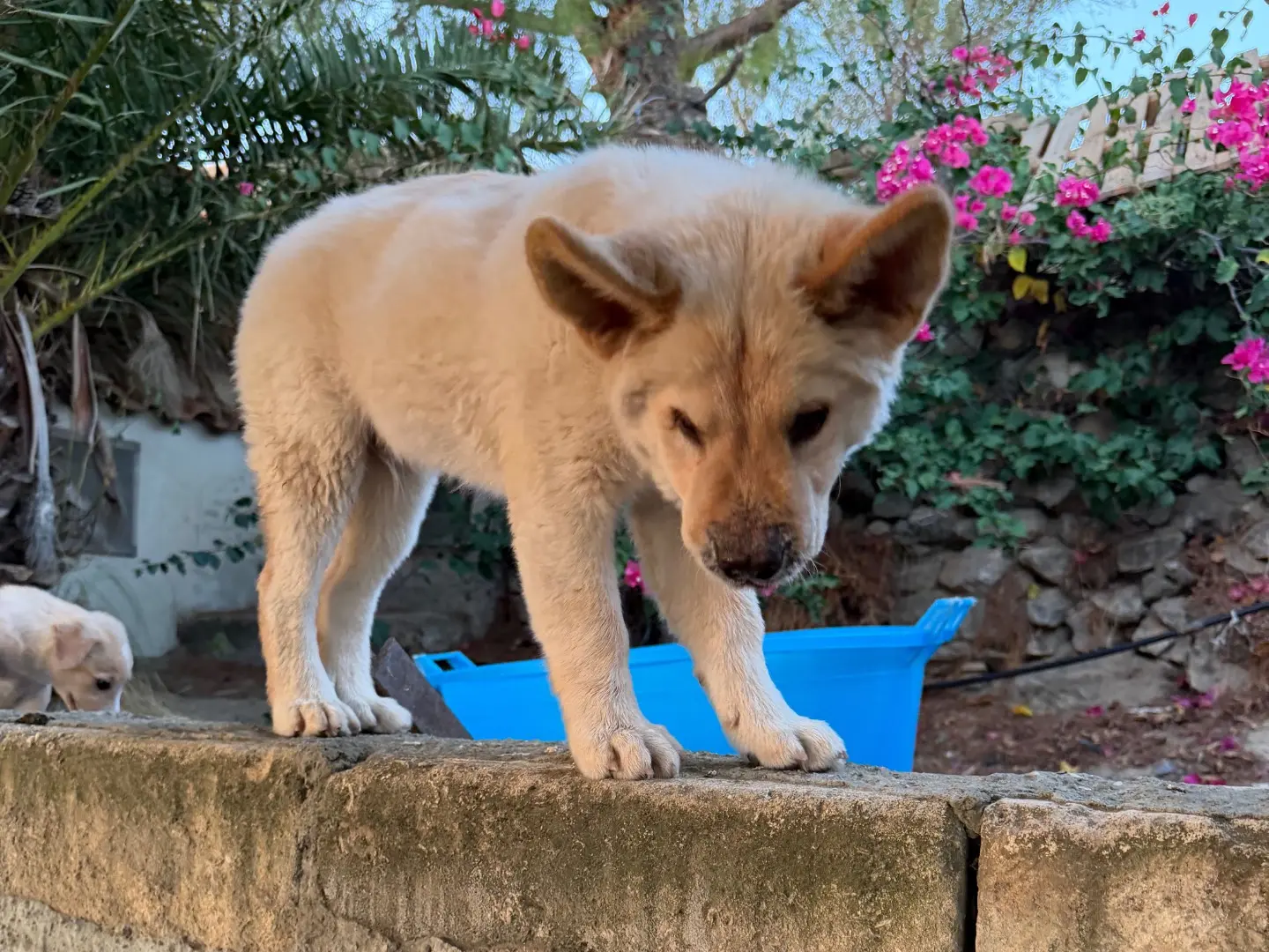 Adotta un cane, maschio, 7 mesi, Enna
