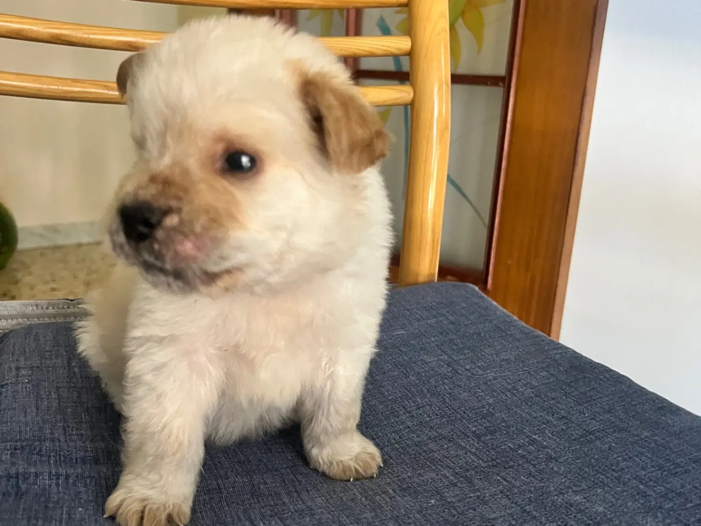 Adotta un cane, taglia media contenuta, maschio, Enna