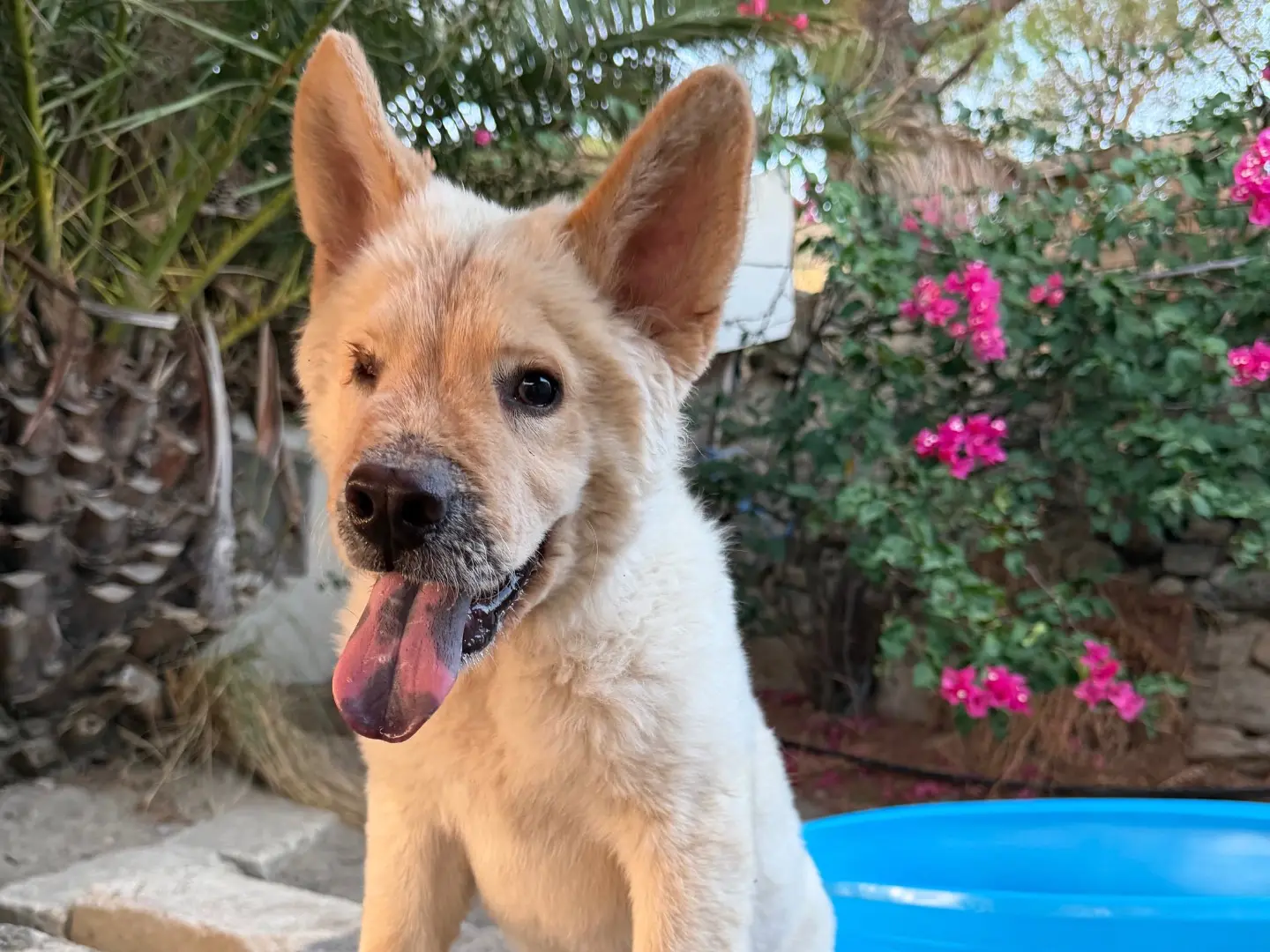 Adozione cane, maschio, Chow Chow Razza sconosciuta, 7 mesi, taglia media contenuta, Enna