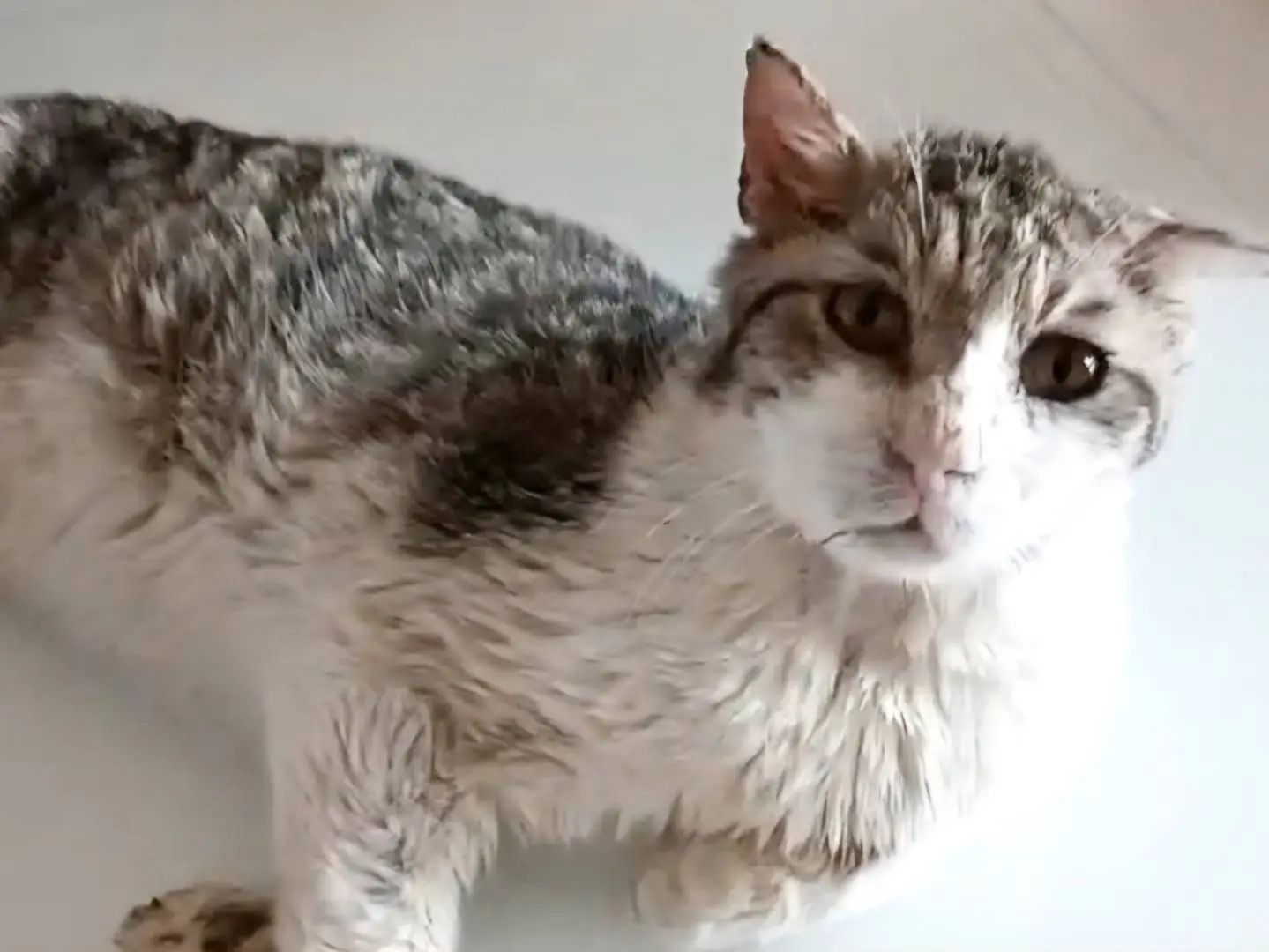 Adozione gatto, maschio, Razza sconosciuta Razza sconosciuta, 13 anni e 4 mesi, taglia non valida, Torino