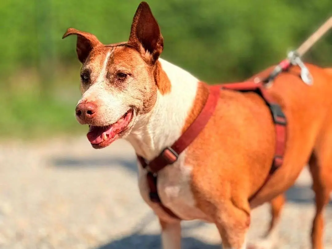 Adotta un cane, femmina, 8 anni e 10 mesi, Bergamo