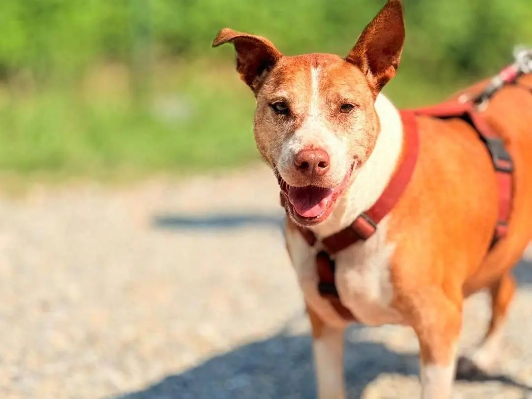 Adozione cane, femmina, Razza sconosciuta Razza sconosciuta, 8 anni e 10 mesi, taglia media contenuta, Bergamo