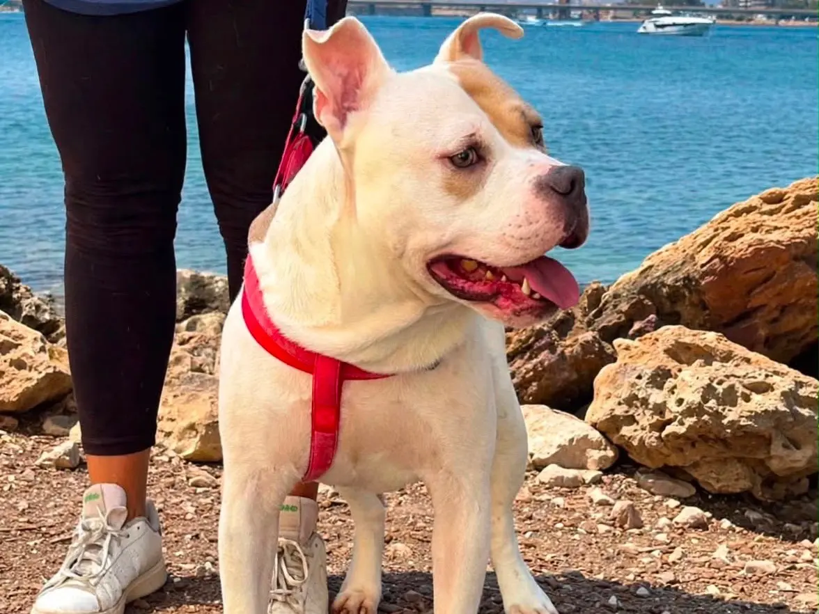 Adotta un cane, maschio, 1 anno e 4 mesi, Siracusa