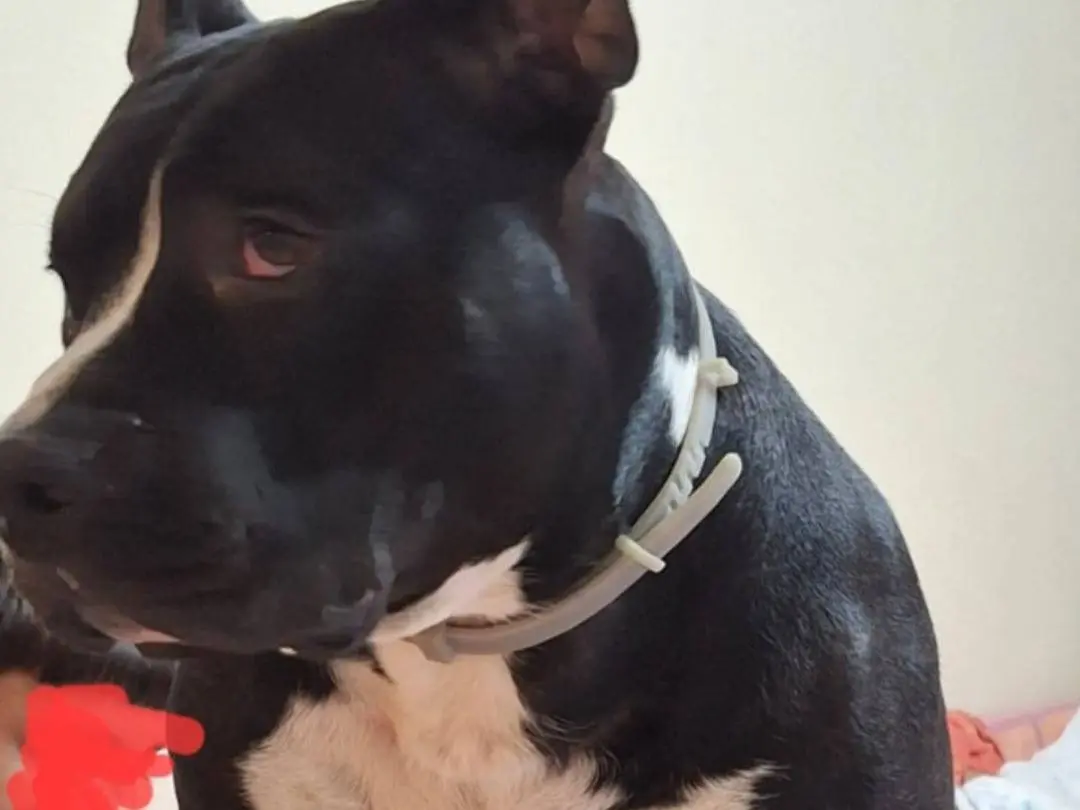 Adotta un cane, maschio, 3 anni e 4 mesi, Mantova