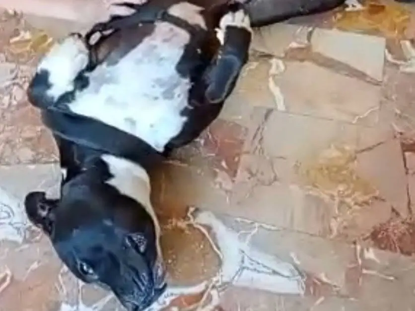 Vuoi adottare un cane a Mantova?