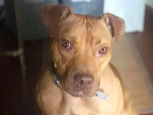 Adotta un cane, taglia media, maschio, Bari