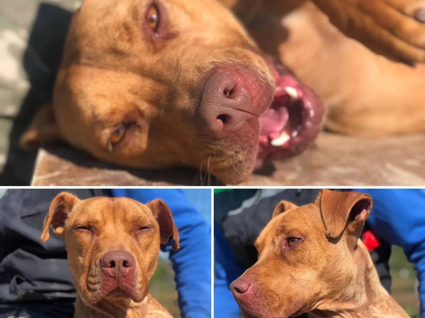 Adotta un cane, maschio, 6 anni e 7 mesi, Bari
