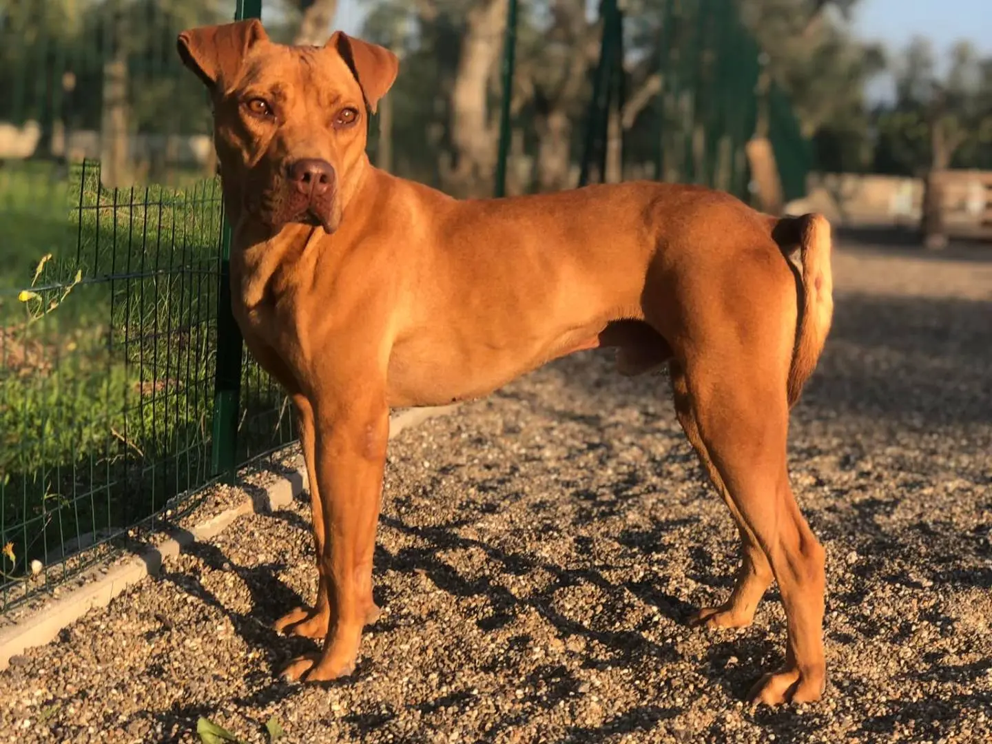 Adozione cane, maschio, Pitbull Razza sconosciuta, 6 anni e 7 mesi, taglia media, Bari