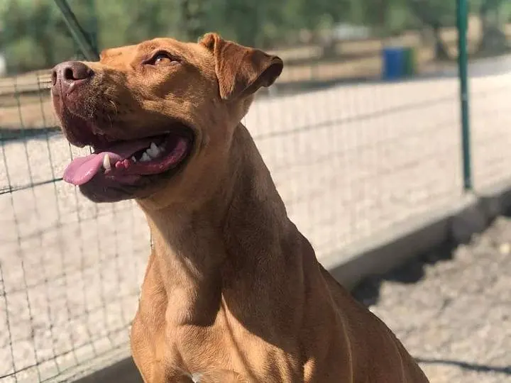 Vuoi adottare un cane a Bari?