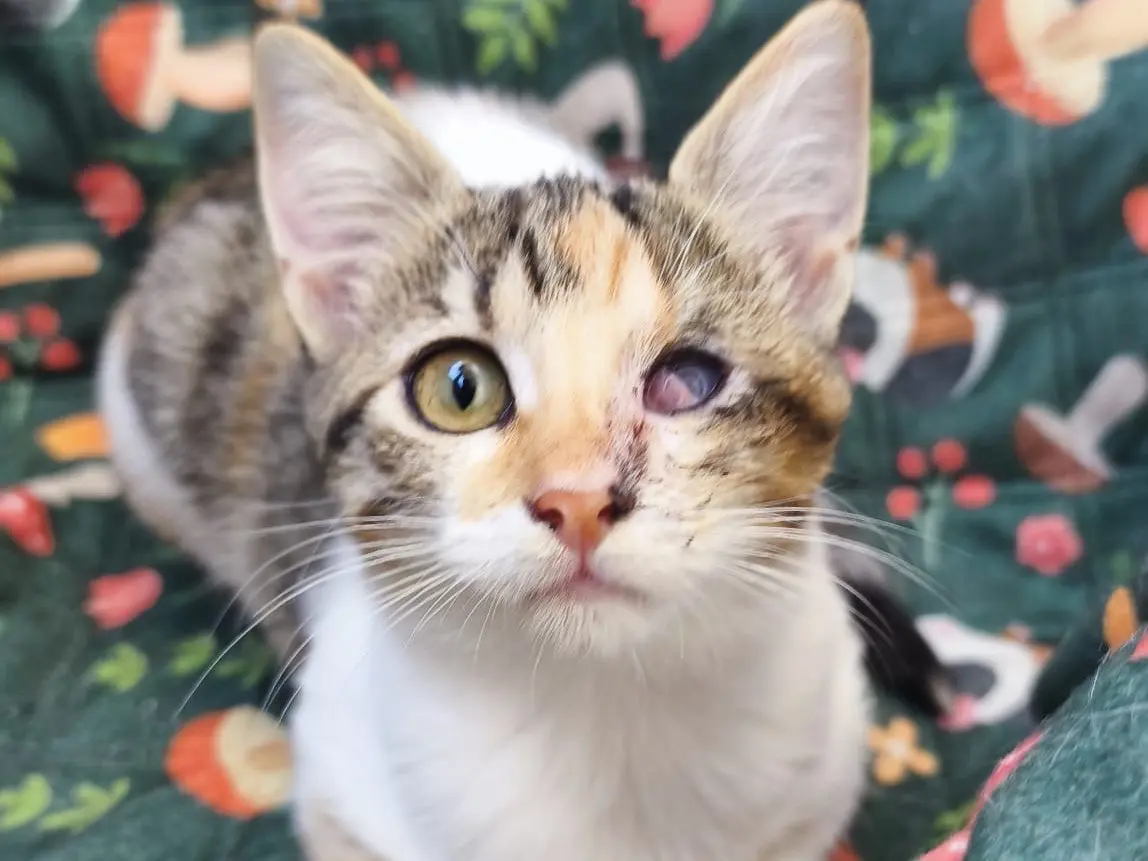 Adozione gatto, femmina, Razza sconosciuta Razza sconosciuta, 2 mesi, taglia non valida, Messina