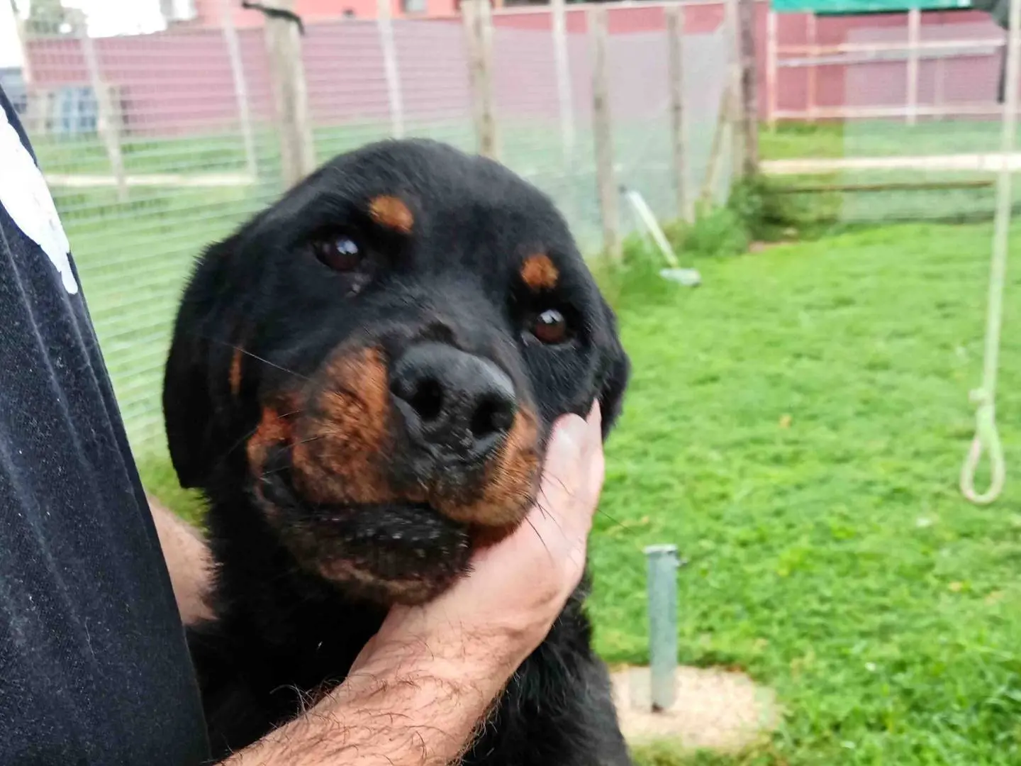 Adotta il cane AMBETA a Latina
