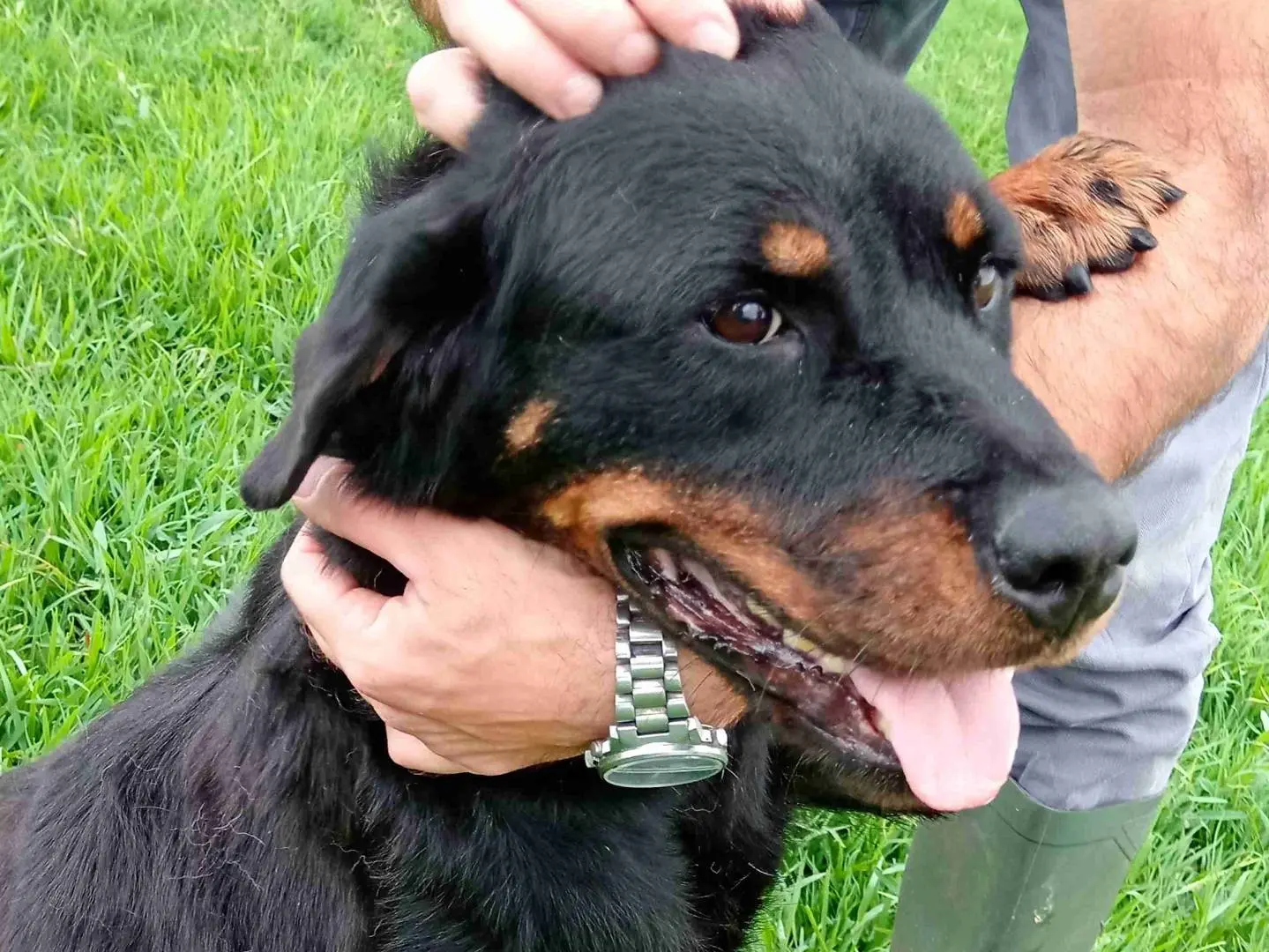 Adotta un cane, femmina, 6 anni, Latina