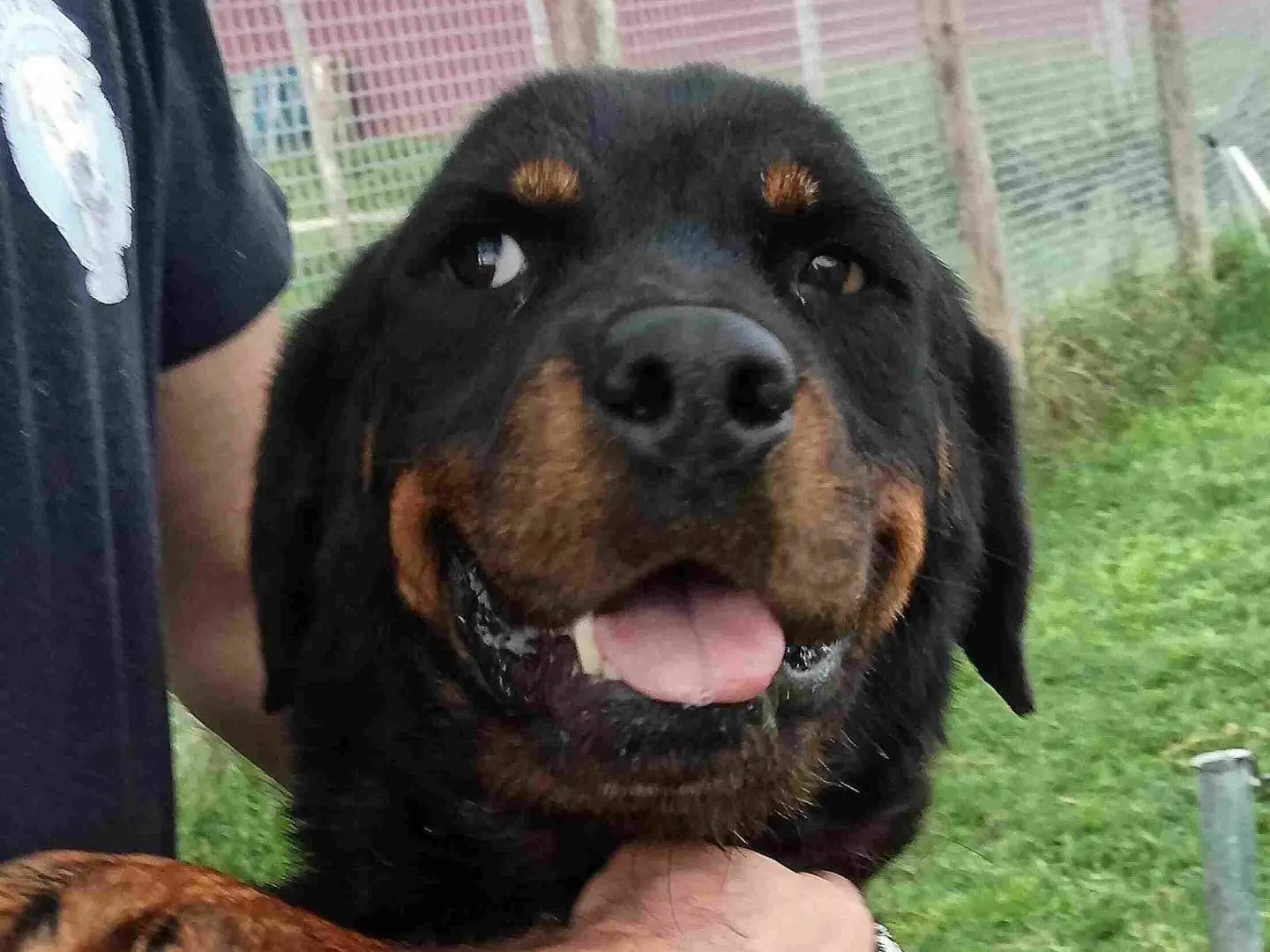 Vuoi adottare un cane a Latina?