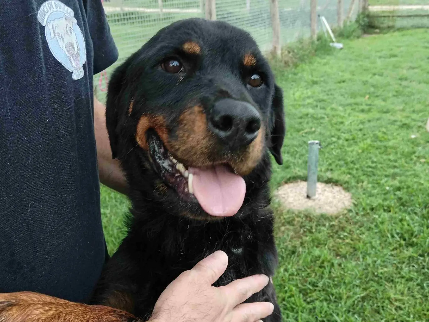 Adozione cane, femmina, meticcio, 6 anni, taglia media, Latina