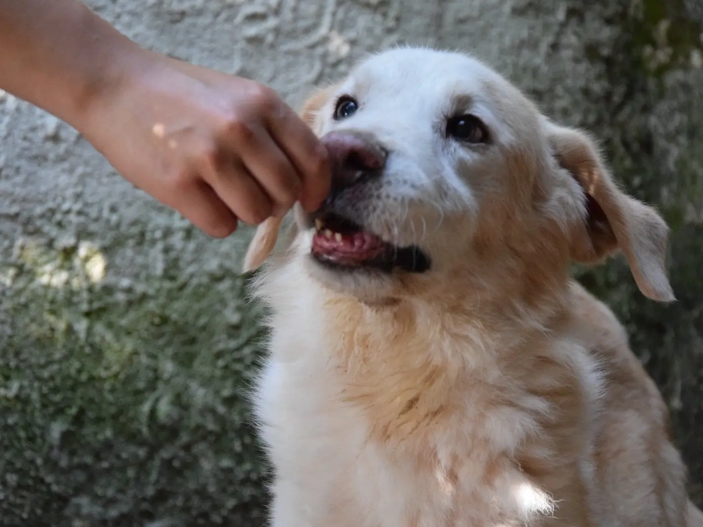 Adozione cane, maschio, Razza sconosciuta Razza sconosciuta, 4 anni e 11 mesi, taglia grande, Pescara