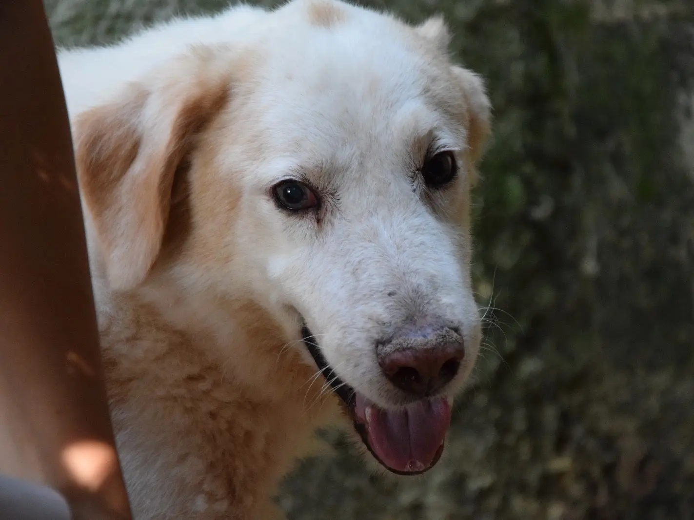 Adotta un cane, maschio, 4 anni e 11 mesi, Pescara