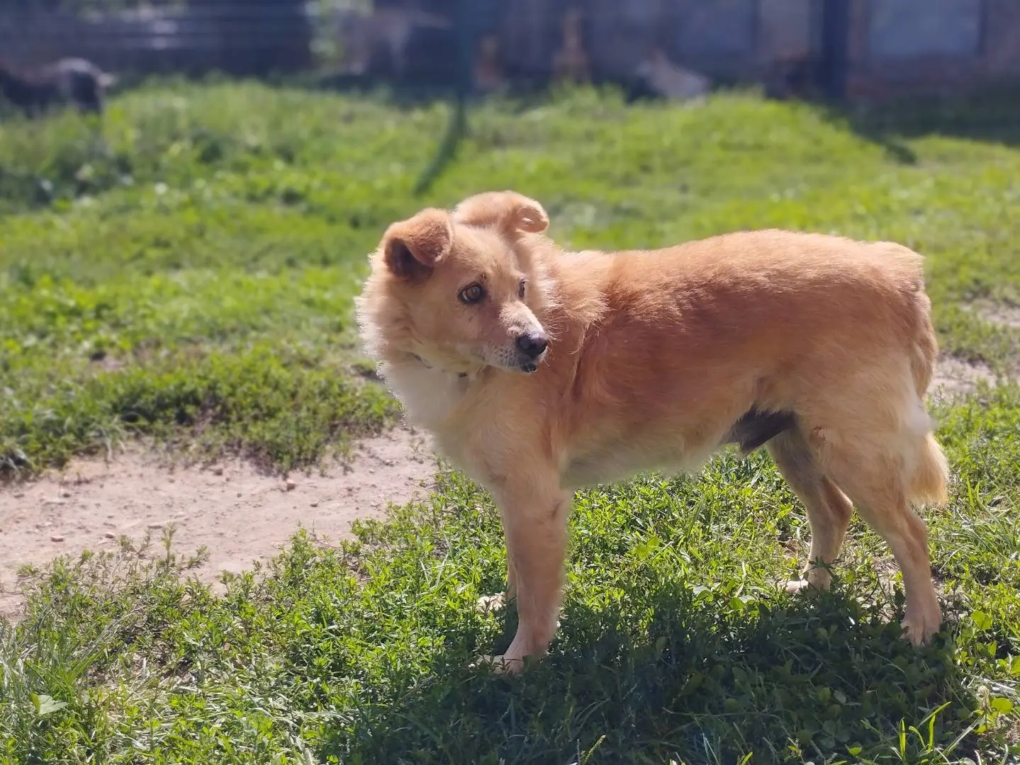 Vuoi adottare un cane a Pavia?