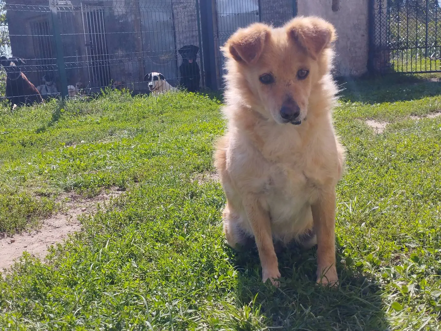 Adotta un cane, taglia piccola, maschio, Pavia